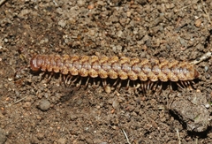 Harpogonopus confluentus