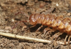 Harpogonopus confluentus
