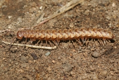 Harpogonopus confluentus
