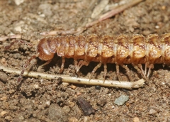 Harpogonopus confluentus