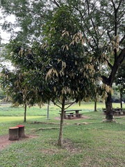 Calophyllum soulattri