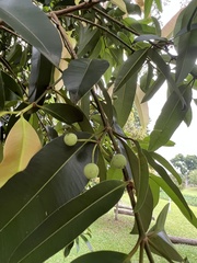 Calophyllum soulattri