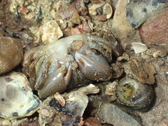 Gaetice depressus