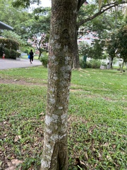 Calophyllum soulattri