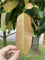 Calophyllum soulattri