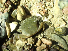 Gaetice depressus