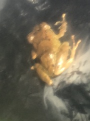 Pristimantis ockendeni