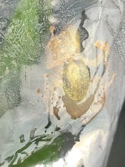 Pristimantis ockendeni