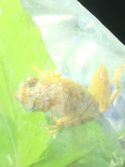 Pristimantis ockendeni