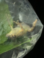 Pristimantis ockendeni