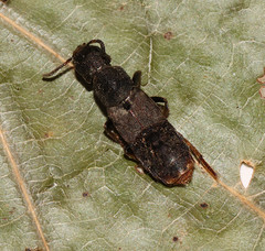 Platydracus mysticus