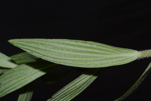 Image of Lithospermum molle by (c) Brian Finzel, some rights reserved (CC BY-SA)