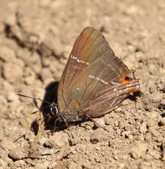 Parrhasius moctezuma