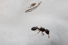 Temnothorax americanus