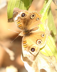 Junonia pacoma