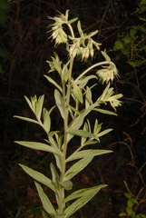 Lithospermum molle
