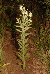 Lithospermum molle