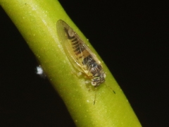 Blastopsylla occidentalis