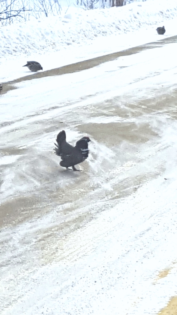 Canada Spruce Grouse