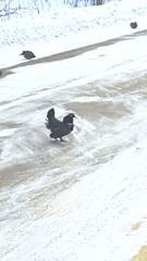 Canachites canadensis canace