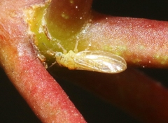 Blastopsylla occidentalis