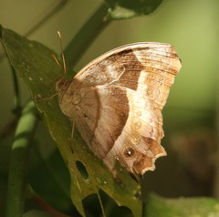 Taygetis uncinata