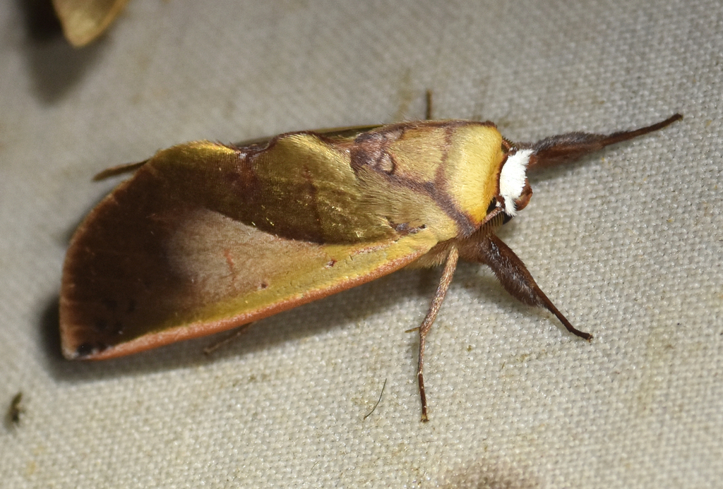 Hemiceras metallescens