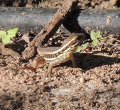Leiocephalus cubensis