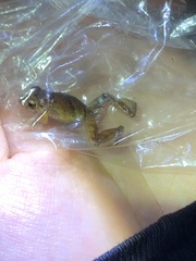 Pristimantis ockendeni