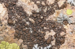 Acarospora obnubila