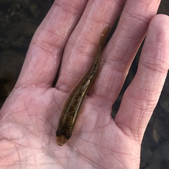 Fundulus diaphanus diaphanus