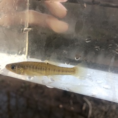 Fundulus diaphanus diaphanus