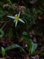 Erythronium citrinum