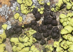 Acarospora obnubila