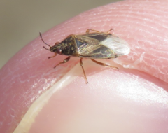 Chilacis typhae