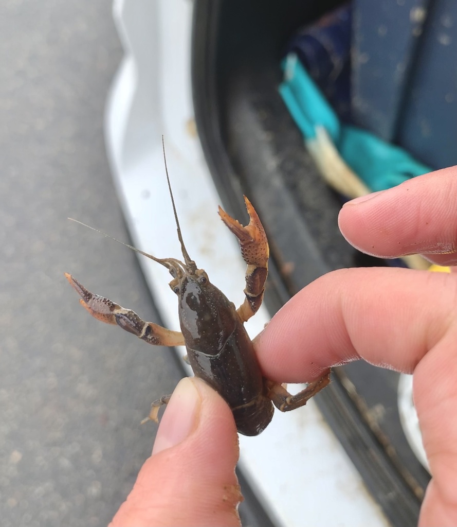 Fitzcambarus