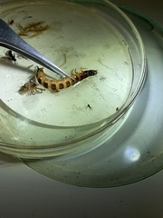 Megadromus antarcticus