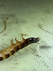 Megadromus antarcticus