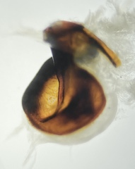 Pterostichus isabellae