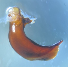 Pterostichus isabellae