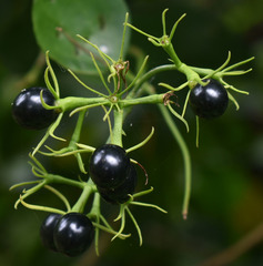 Jasminum elongatum