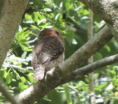 Glaucidium siju