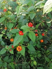 Lantana horrida