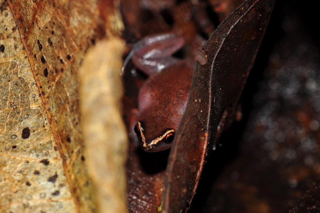 Iquitos Humming Frog