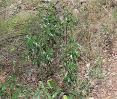 Myoporum montanum