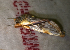 Trichomaplata vittata