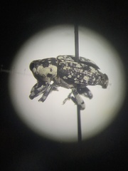 Peltophorus polymitus