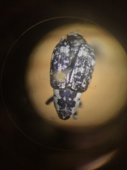 Peltophorus polymitus