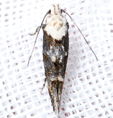 Mompha murtfeldtella