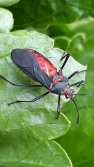 Sphictyrtus chrysis